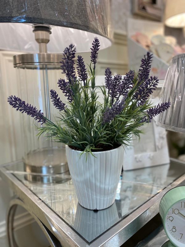 Potted Lavender In Ribbed Pot Arrangement Purple