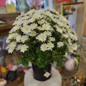 Spring Daisies 56cm Tall White
